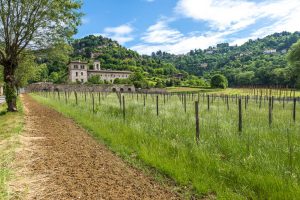 Vigneti nella valle di Astino